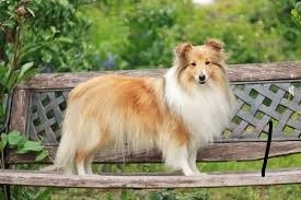 Shetland Sheepdog